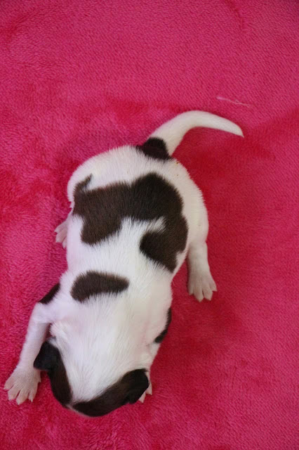 赤ちゃん犬のアップ写真、白と黒の模様がかわいいです.