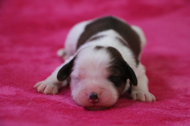 生後5日のダイアっ子のかわいい赤ちゃん犬の写真です。.