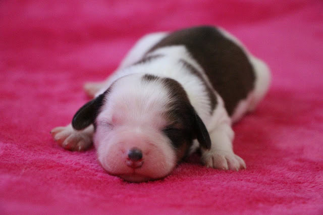 生後5日のダイアっ子のかわいい赤ちゃん犬の写真です。.