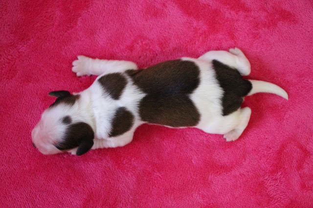 赤ちゃん犬がピンクの毛布の上で眠っています.