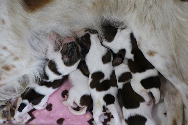 母犬と子犬たちの親密な瞬間を捉えた写真です。.