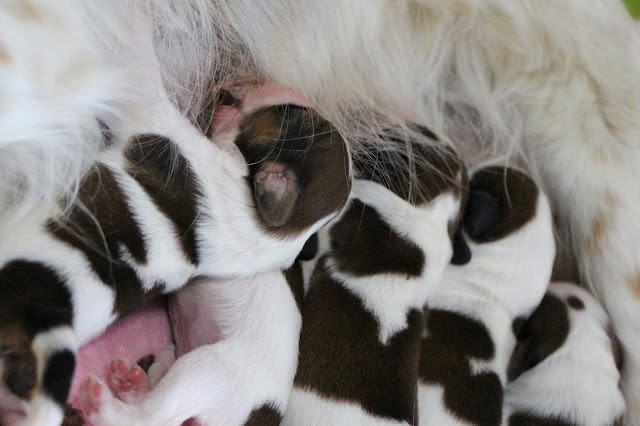 母親の乳に吸いつく子犬たちの写真です。.