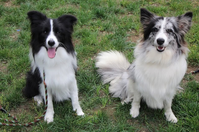 犬のクイニーとエクリプスが芝生の上で笑顔を見せている写真.