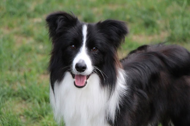 犬のアップ写真、笑顔で芝生の上に立つ.