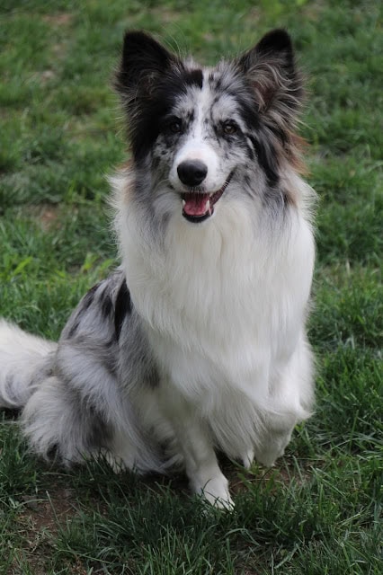 愛犬の笑顔と美しい毛色が映える画像.