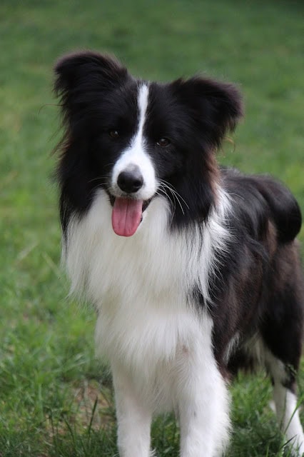 愛らしいボーダーコリーの子犬が緑の芝生の上で笑顔を見せる.