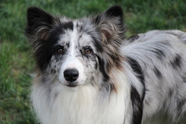 愛らしい犬の子犬の写真.