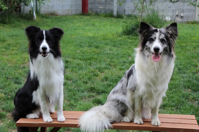 画像の犬たちのバースデー記念写真.