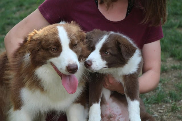犬と子供のふれあいの瞬間を捉えた写真です。.