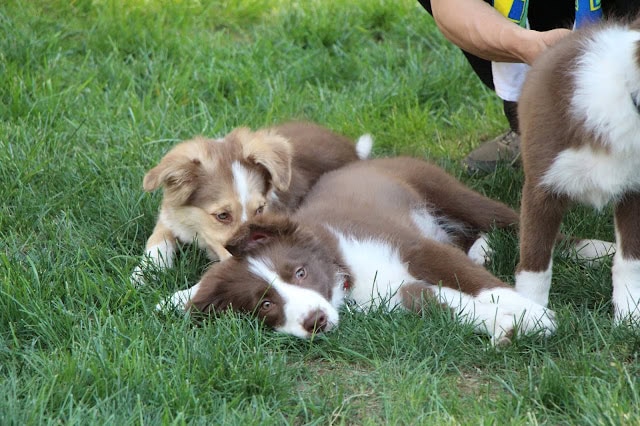 子犬たちが草の上で遊びながらリラックスしている写真です。.