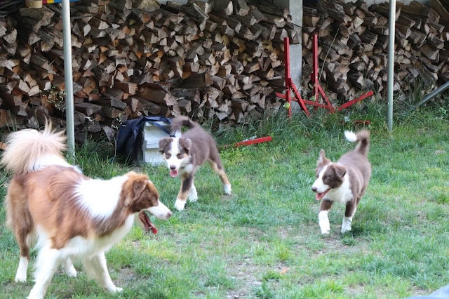子供と犬が楽しそうに遊ぶ庭の風景.