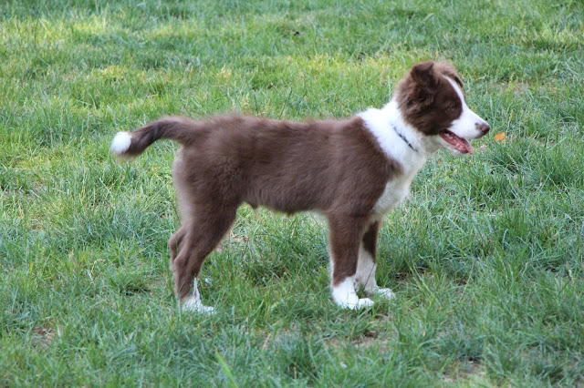 草原で遊ぶブラウンとホワイトの子犬の写真.
