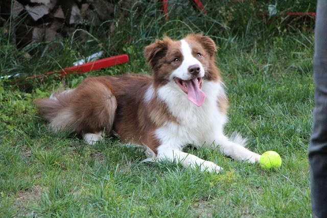 犬が笑顔で舌を出し、ボールを見つめています。.