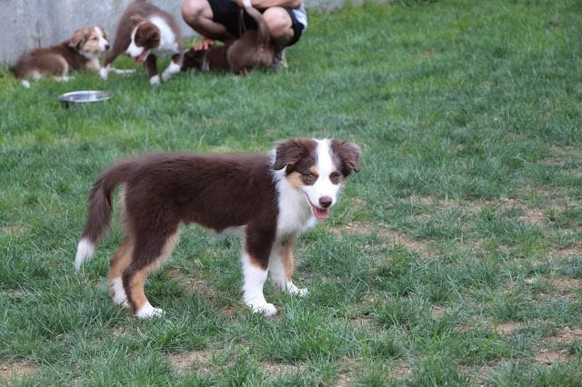 子犬が草の上で遊んでいる様子.