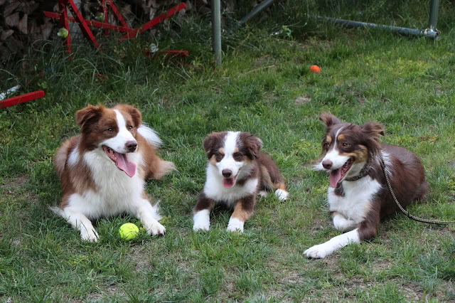 子供と犬が芝生の上で遊んでいる様子.