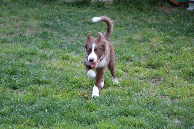 子犬が緑の芝生の上を楽しそうに走っています.