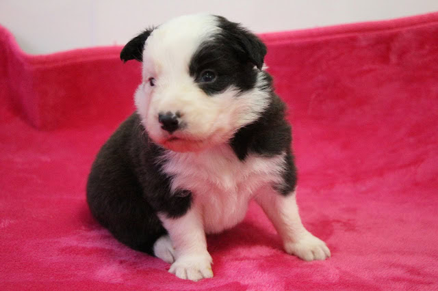 子犬のかわいい黒白の毛色と大きな目が特徴です.