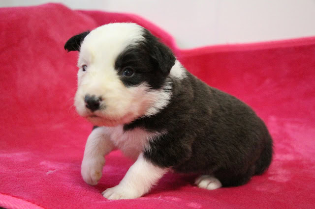 子犬のアップ写真、黒と白の毛色が特徴的です.