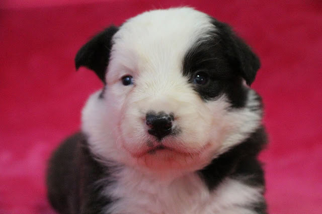 白と黒の子犬のアップ写真、ピンクの背景.