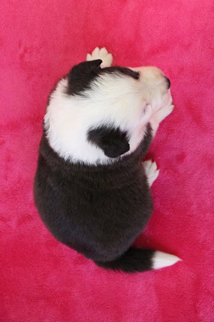 子犬の生後3週間の小さくてかわいい姿です。.