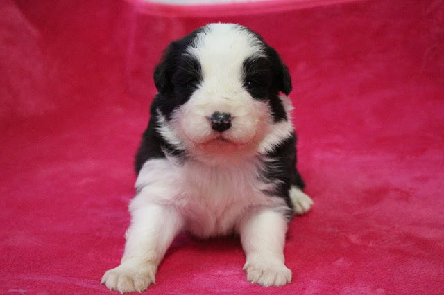 子犬のかわいい黒白の子犬のアップ写真.