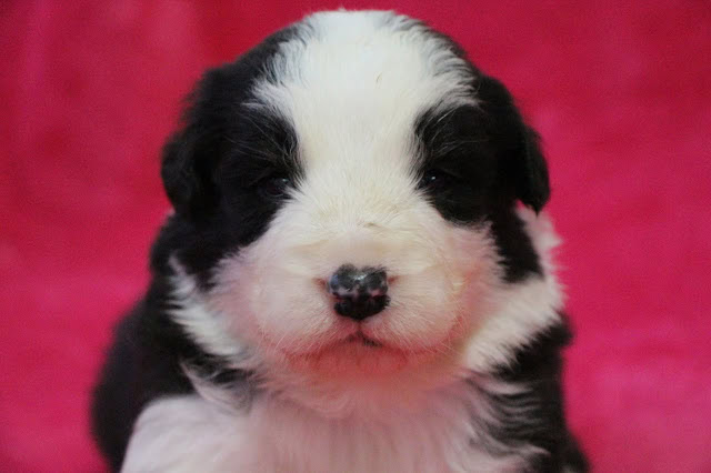 黒白のかわいい子犬のアップ写真.