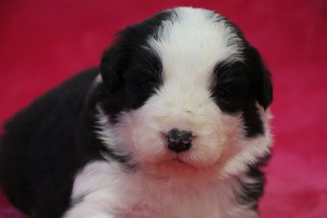 子犬のアップ写真、黒と白の毛色が特徴的です.