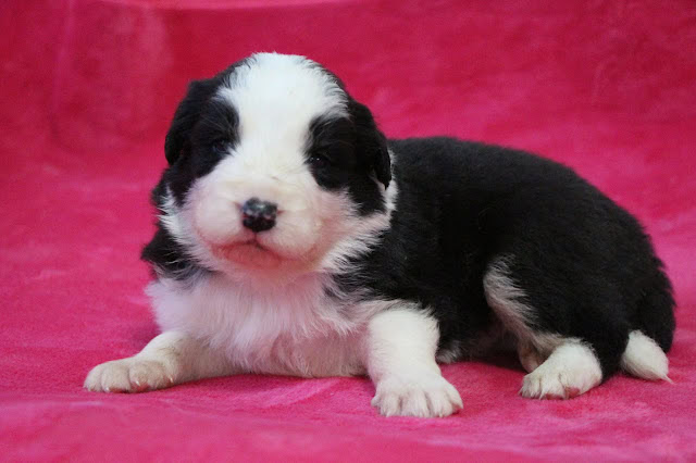 子犬のかわいい黒白模様の子犬のアップ写真.