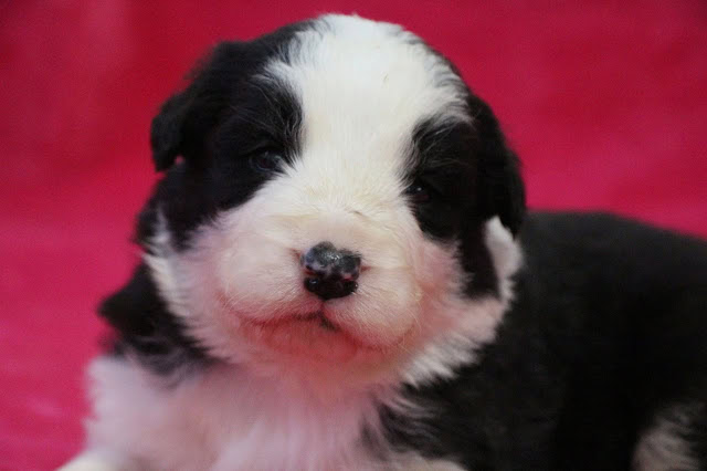 子犬のアップ写真、黒と白の毛色がかわいいです.
