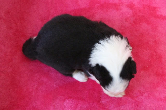 子犬のアップ写真、黒と白の毛色がかわいいです.