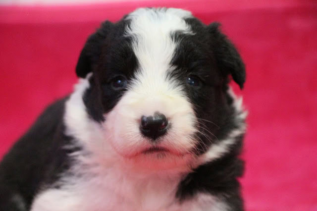 子犬の可愛い顔のクローズアップ画像.