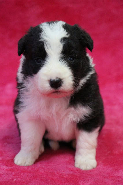 子犬のアップ写真、黒と白の毛色、ピンクの背景.