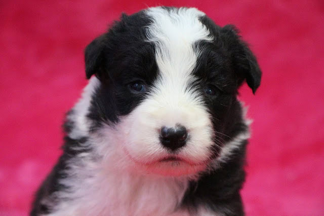 子犬のアップ写真、黒と白の毛色でかわいらしい表情.