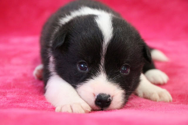 子犬のかわいい黒白の子犬のアップ写真.