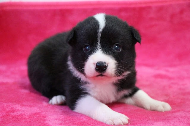 かわいい黒白の子犬がピンクの背景に座っています。.