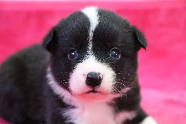 子犬のかわいい黒白の子犬のアップ写真.