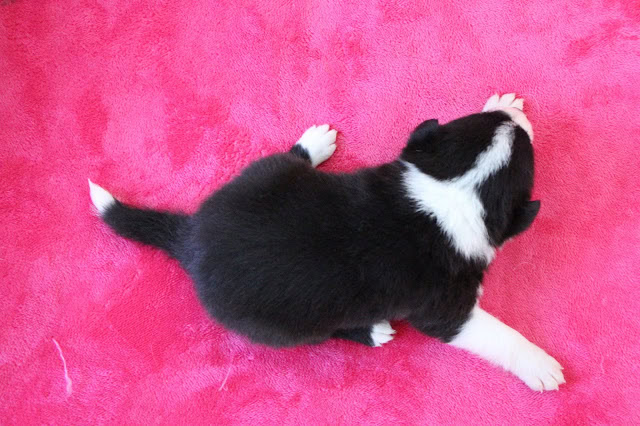 子犬がピンクの毛布の上で寝ている様子.