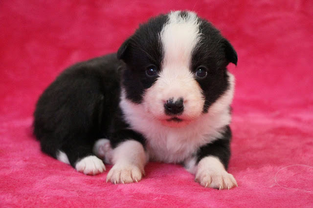 子犬の黒白の毛並みと大きな瞳が魅力的です.