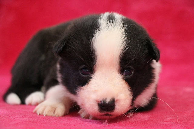 子犬の黒白の子犬が赤い背景の上で寝ている様子.