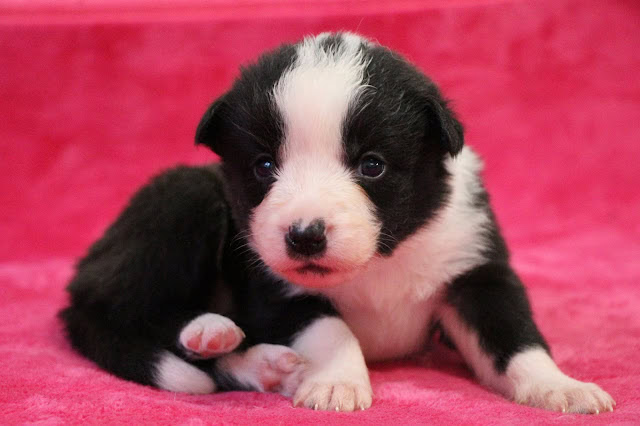 子犬のかわいい黒白模様の写真です。.