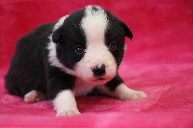 子犬のかわいいブラック＆ホワイトの子犬の写真.
