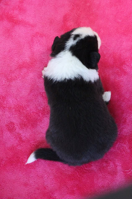 子犬の背面写真、ピンクの柔らかい毛布の上に座る.