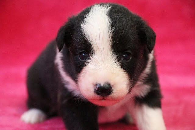 子犬のアップ写真、黒と白の毛色が特徴的です.