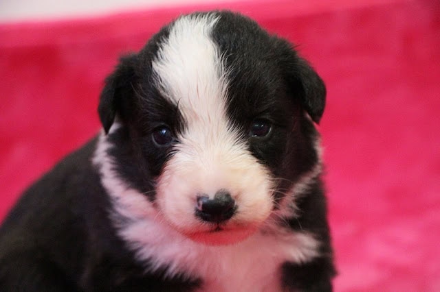 子犬の黒白の子犬のアップ写真.