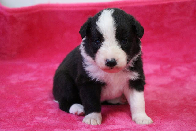 子犬の黒白の毛並みと大きな瞳が魅力的です.