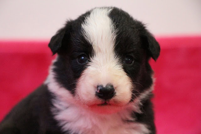 子犬のかわいいブラック＆ホワイトの子犬のアップ写真.