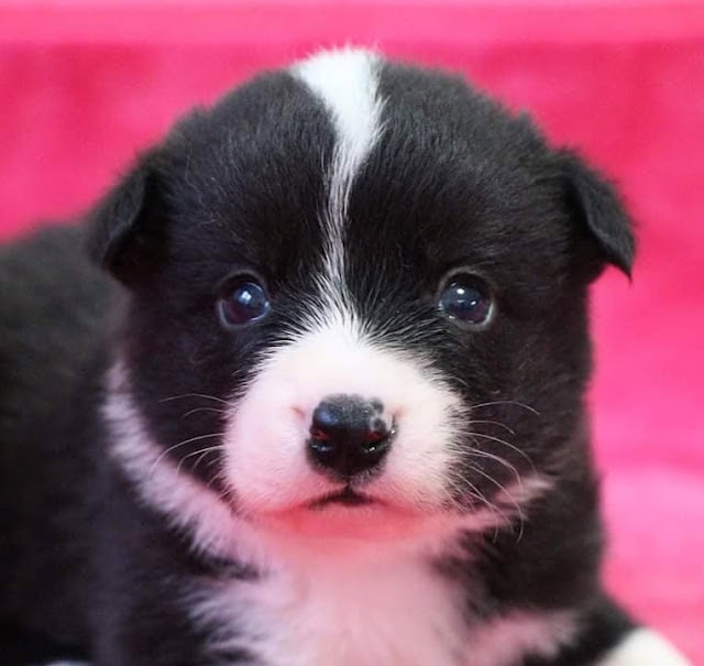 子犬のアップ写真、黒と白の毛色と大きな瞳が魅力的です.