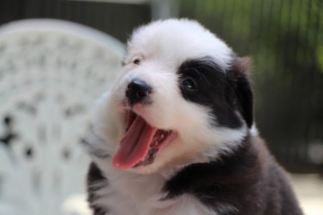 生後1か月のかわいい子犬のアップ写真です。.