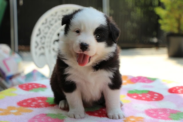 子犬のアップ写真、黒と白の毛色がかわいい.