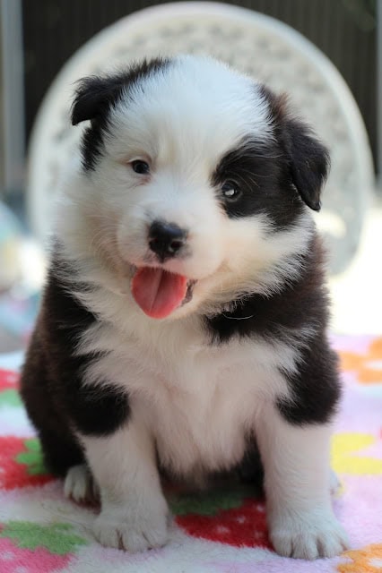 白と黒の毛色の子犬が笑顔でこちらを見ている.